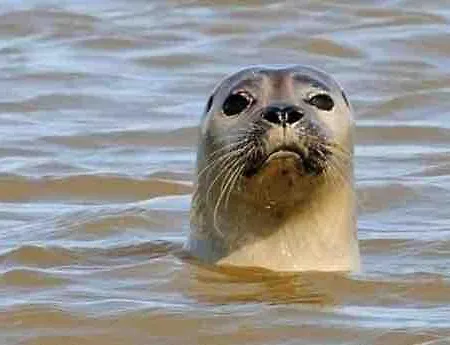 Lejlighed Baie De Somme En Centre 200m De La