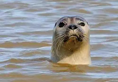 Appartement Baie De Somme En Centre 200m De La